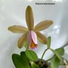 Cattleya forbesii(Сейдель)